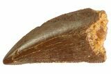 Serrated, Raptor Tooth - Real Dinosaur Tooth #333289-1
